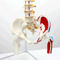 SPINE05-1 (12378) Medical Anatomy Espinha flexível humana com cabeças de fêmur e músculos pintados, modelos em tamanho real da coluna vertebral